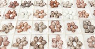 largest egg collection