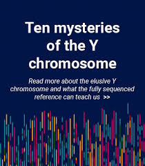 complete sequence of a human y chromosome