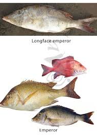 Huge collection, amazing choice, 100+ million high quality, affordable rf and rm images. Confused Over Fish Names Mula Pigface Bream Emperor Bream Finding Difficulty Recognizing Fishes In The Market Confused Over Fi Fish Over Fish Sea Fish