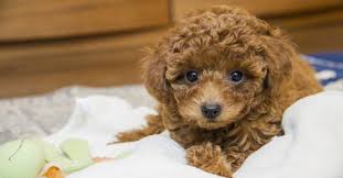toy poodle dog breed complete guide a