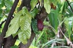 is-it-easy-to-grow-cacao