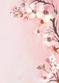 cherry blossoms on a pink bunga sakura