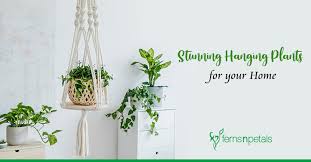 Hanging Plants To Spruce Up Your Home Decor