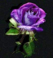 10 idee su Cenere di rose | rose belle, fiori, rosa viola