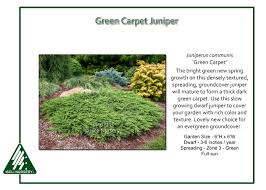 juniperus communis green carpet