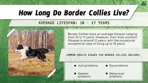 border collie lifespan how long do