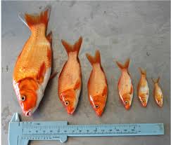 Koi spawning behaviour occurs once per year, usually over a period of a few days. All About Size
