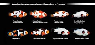 A Selection Of Clownfish Species Reared By Proaquatix Which