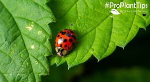 attracting and keeping ladybugs in your