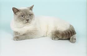 This is exactly what had happened to the blue siamese mixed breed. 27 Famous British Shorthair Colorpoint
