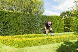 How Often Should You Cut A Hedge
