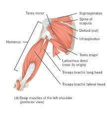 It acts on the shoulder joint, with its main it's located superior to the latissimus dorsi and inferior to the rear deltoid, teres minor and infraspinatus. Muscles Of The Rotator Cuff Human Anatomy And Physiology Lab Bsb 141