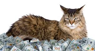 average cost of a maine cat
