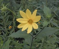 Ten-Petal Sunflower (Helianthus decapetalus)