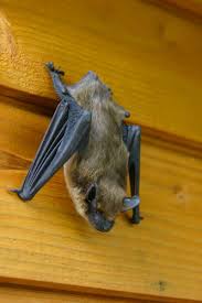 Where Do Bats Go In The Winter