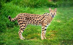 Serval kat - Lees hier alles over de voorvader van de Savannah | zooplus
