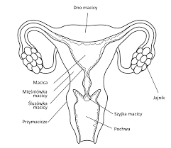 Anatomia pochwy - Multi-Gyn