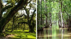 Next time you're looking for a new adventure, consider these enchanting bayou towns because they'll capture your heart. Urlaub In Louisiana Sehenswurdigkeiten Regionen Im Uberblick