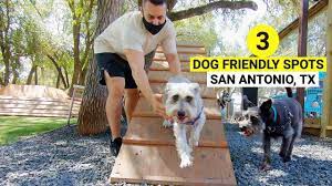 3 dog friendly places to visit in san