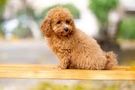toy poodle info size rament