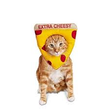 Top 10 Pizza Costume Cat For 2019 Aalsum Reviews