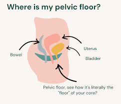 endometriosis and the pelvic floor