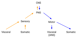 the cns pns and somatic motor control