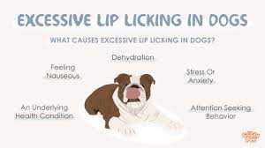 excessive lip licking in dogs should