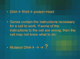 4 transcription review dna  mrna  dna makes proteins, which control all of our traits, but dna cannot leave the nucleus. Mutation And Cancer Dna Rna Protein Trait Genes