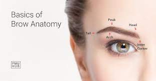 eyebrow anatomy for pmu artists