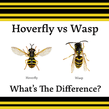 How to rid of hover flies. Hoverfly Vs Wasp What S The Difference