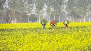 romance with the mustard fields