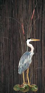 Great Blue Heron With Cattails Facing