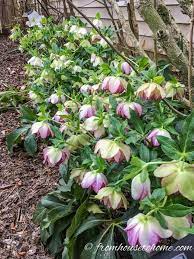 lenten rose care and planting guide