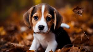 small beagle puppy in autumn leaves