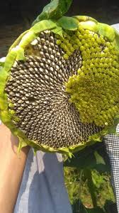 Selain bentuknya yang menarik dengan warna kuning terang sehingga mudah dikenali, bunga ini juga dikenal sebagai salah satu penghasil makanan ringan, yaitu kuaci. Benih Bunga Matahari Home Facebook