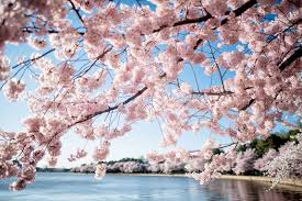 2024 washington dc cherry blossom peak