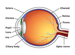 Image result for eye diagram