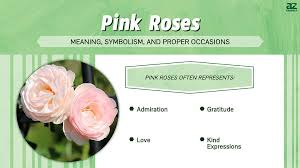pink roses meaning symbolism and