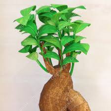 Ornamental Plant Banyan Tree