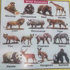 Wild Animals Chart Stock Photo Image Of Colors Wild 86011002