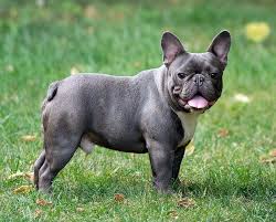 Perfect board for anyone who loves brindle frenchie #brindlefrenchie #brindlefrenchbulldog #frenchbulldog. Blue French Bulldog What Is So Special And Unusual About This Dog