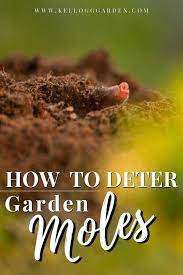 how to get rid of moles in the garden