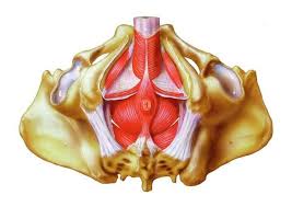 pelvic floor muscle dysfunction in men
