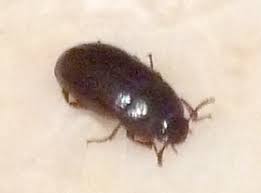possibly black carpet beetle what s