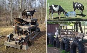 diy toys for goats to keep them busy