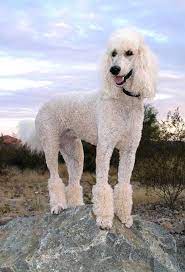 Check spelling or type a new query. Poodle Dog Breed Varieties And Traits Lovetoknow