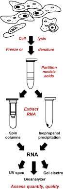 rna isolation an overview