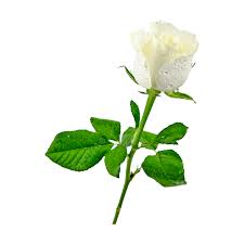 white rose png transpa