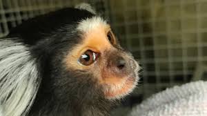 Maybe you would like to learn more about one of these? Monkey Advertised For Sale On Social Media Rescued Bbc News
